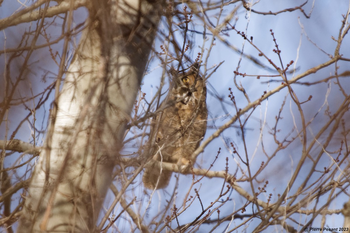 Great Horned Owl - ML614219119