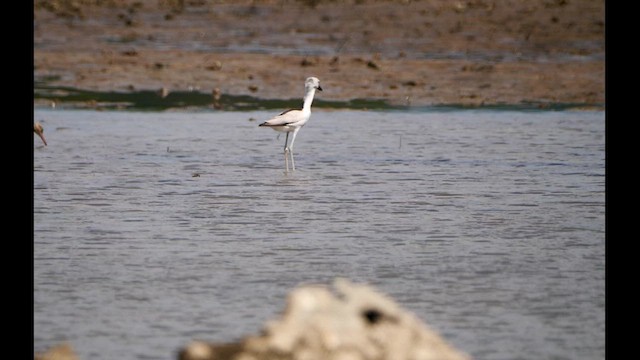 Crab-Plover - ML614219125