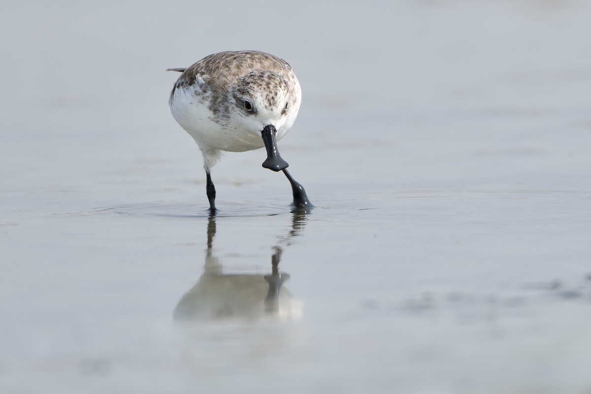 Spoon-billed Sandpiper - Sam Hambly