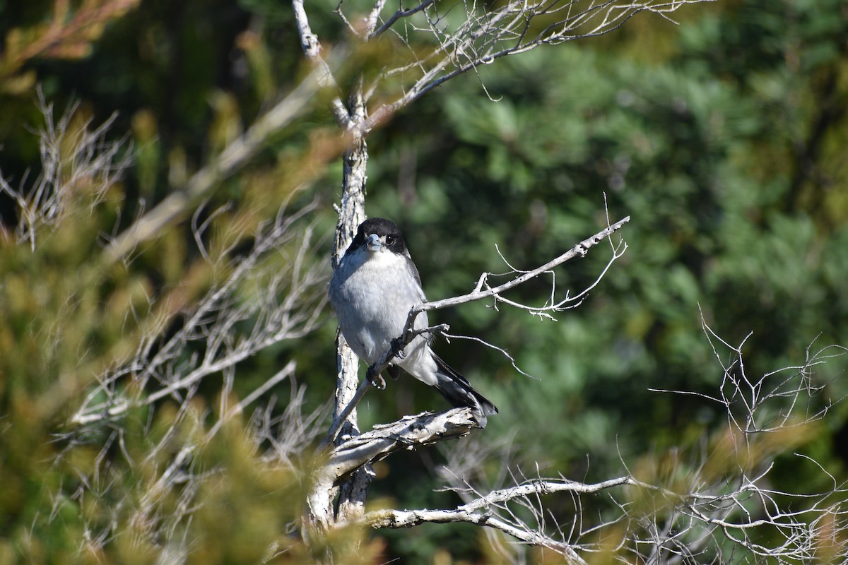 Gray Butcherbird - ML614219259