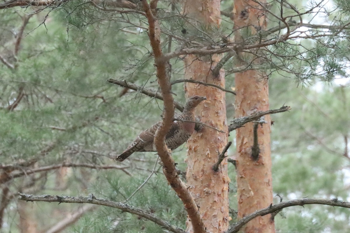 Western Capercaillie - Max Ko
