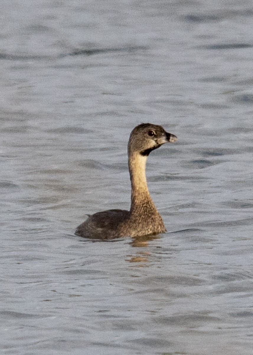 Pied-billed Grebe - ML614219325