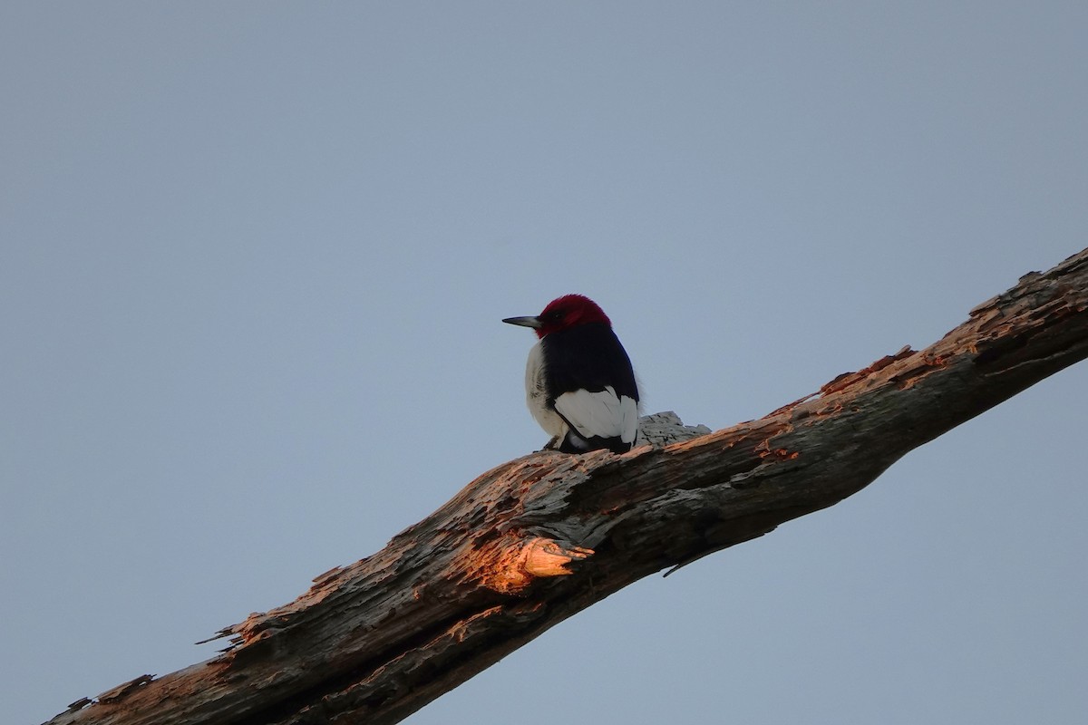Red-headed Woodpecker - ML614219334