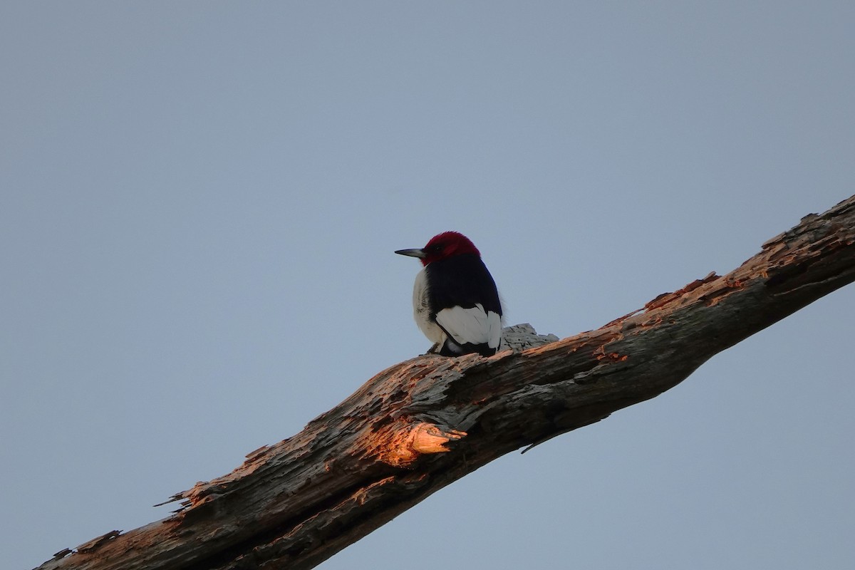 Red-headed Woodpecker - Betty Beckham