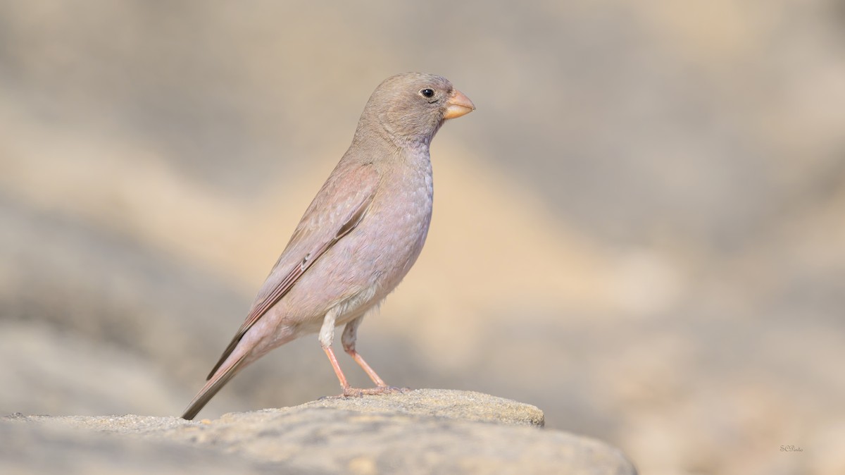 Trumpeter Finch - Shailesh Pinto