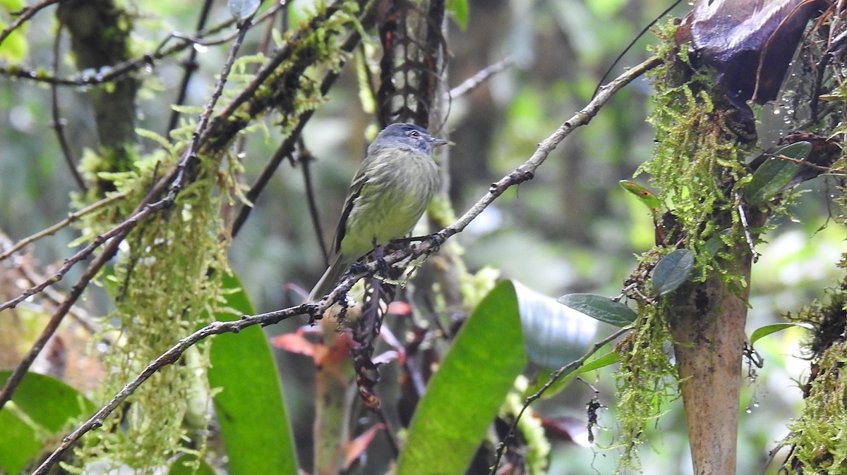 White-fronted Tyrannulet - Desmond J MacNeal