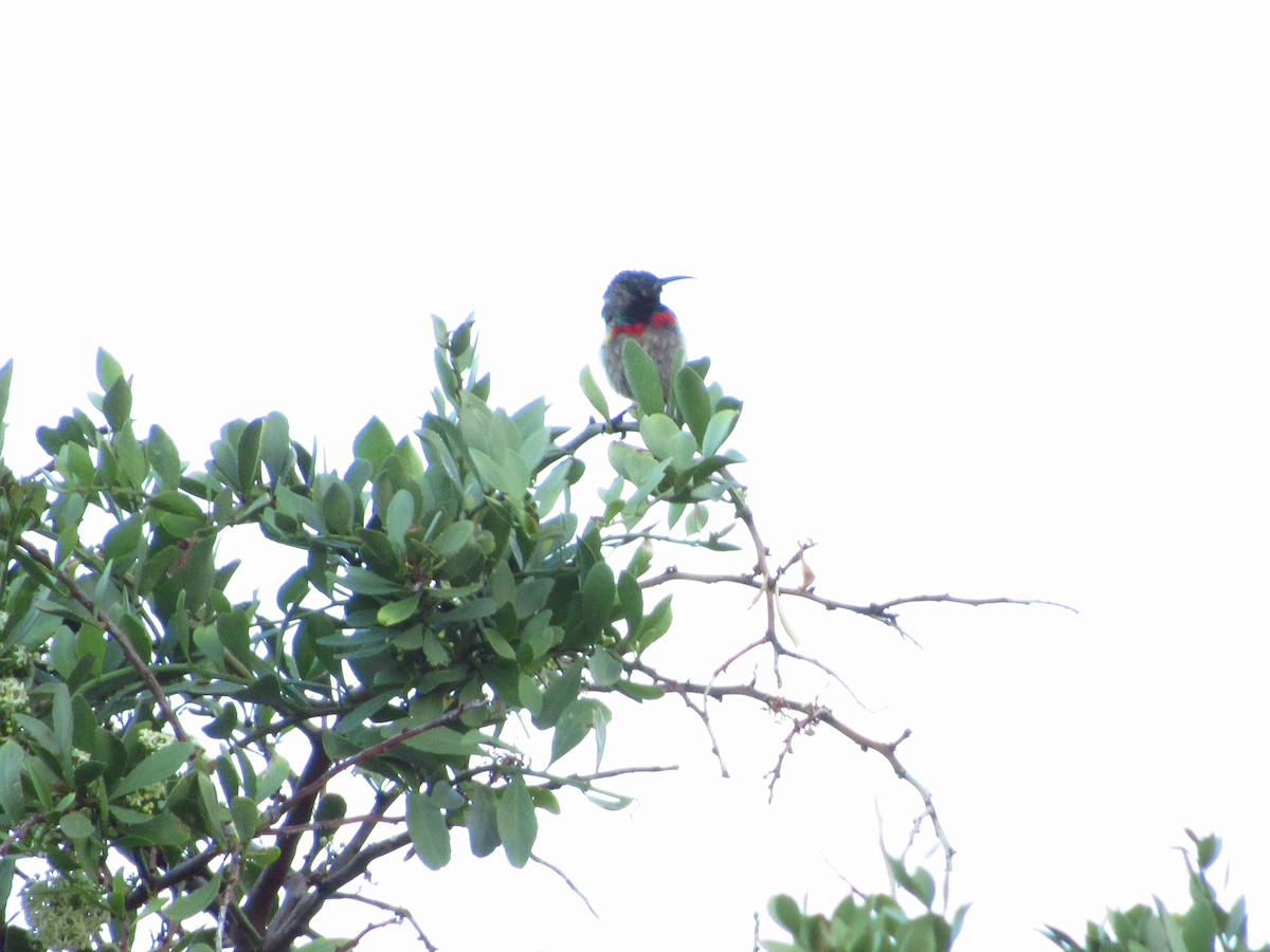 Southern Double-collared Sunbird - ML614219754