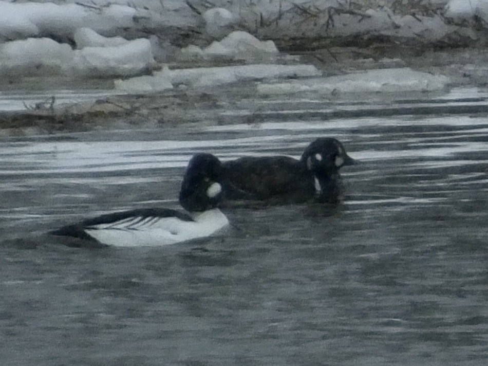 Harlequin Duck - ML614219823