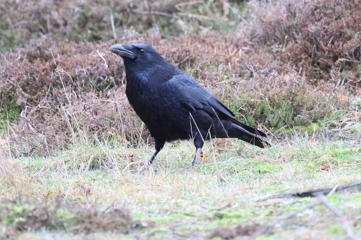 Carrion Crow - ML614219835