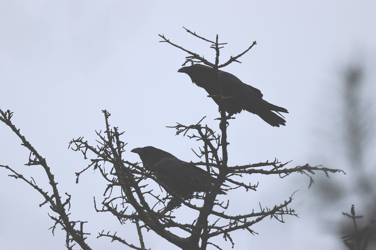 Common Raven - Jan Harm Wiers