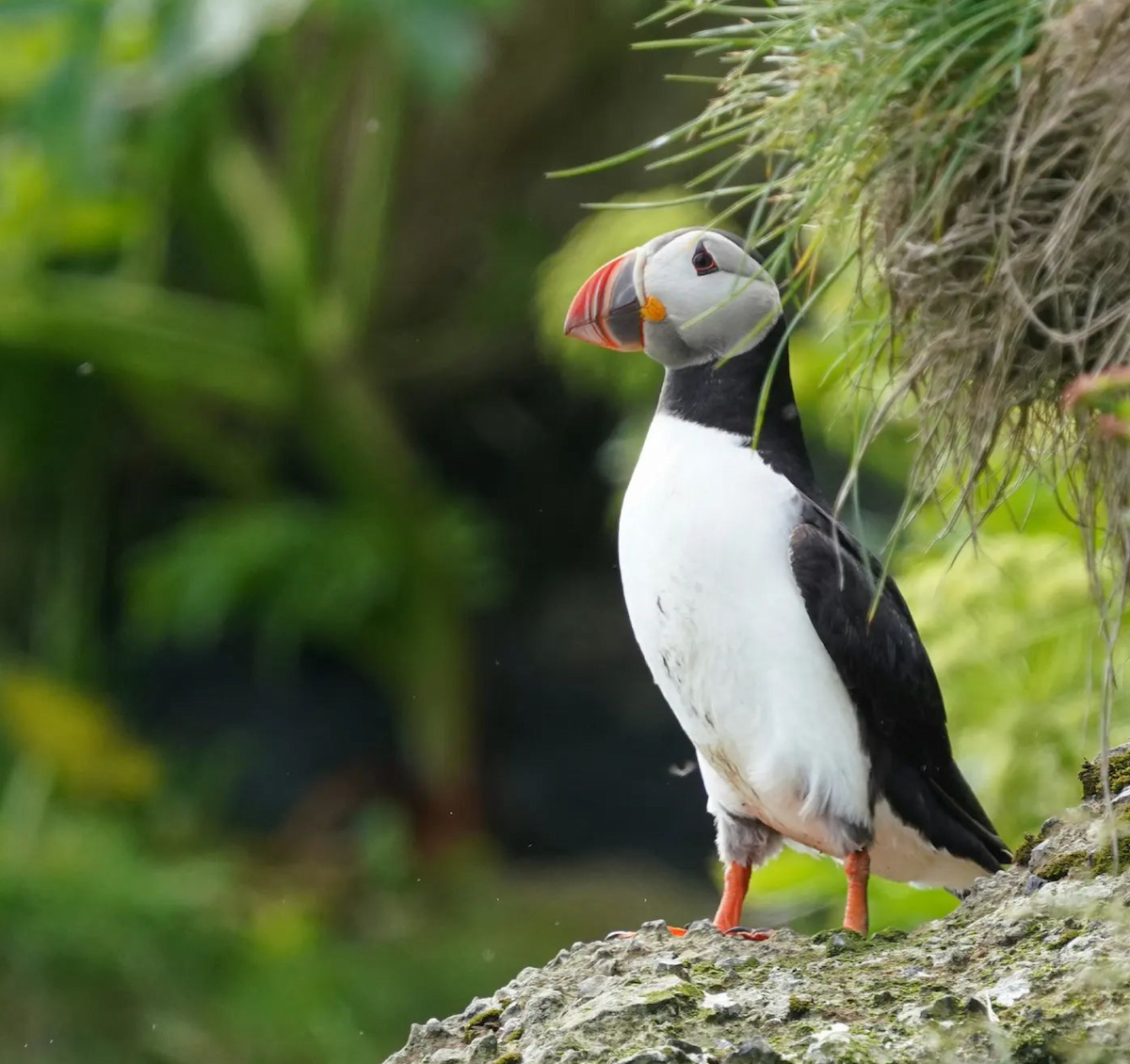 Pulcinella di mare - ML614219887