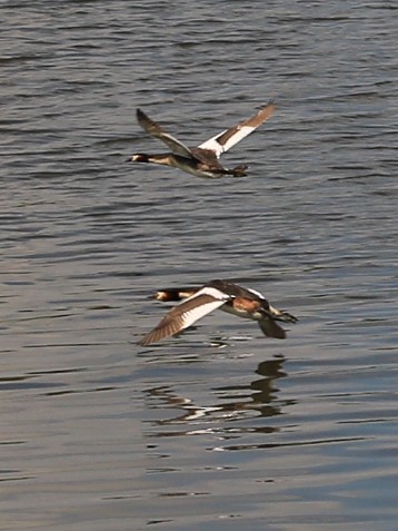 Red-breasted Merganser - ML614219970