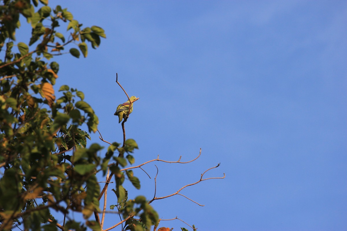 Андаманский зеленый голубь - ML614220040