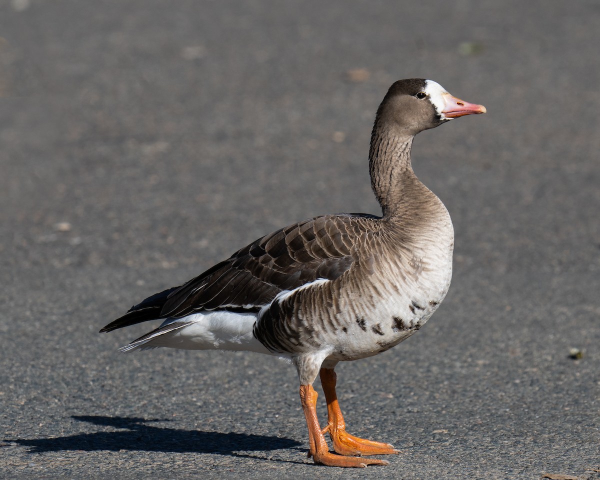 Greater White-fronted Goose (Western) - ML614220055