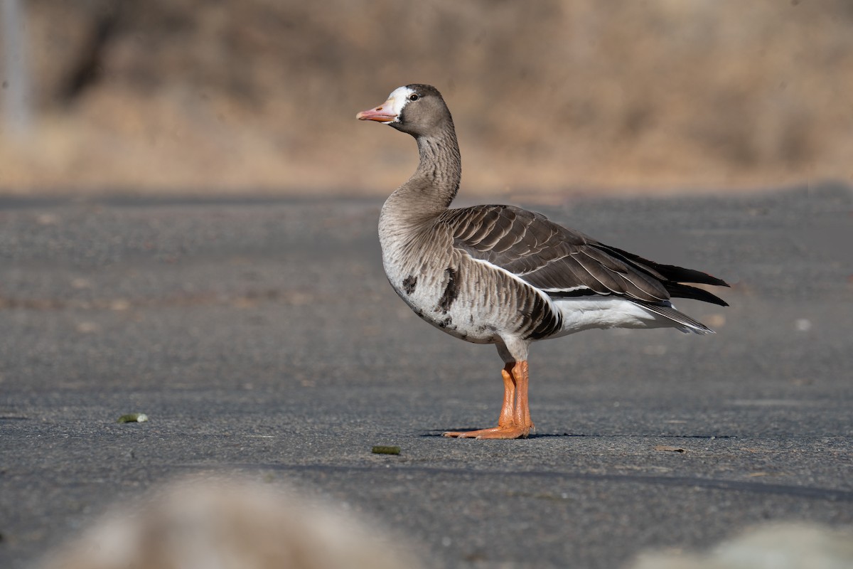 Greater White-fronted Goose (Western) - ML614220056