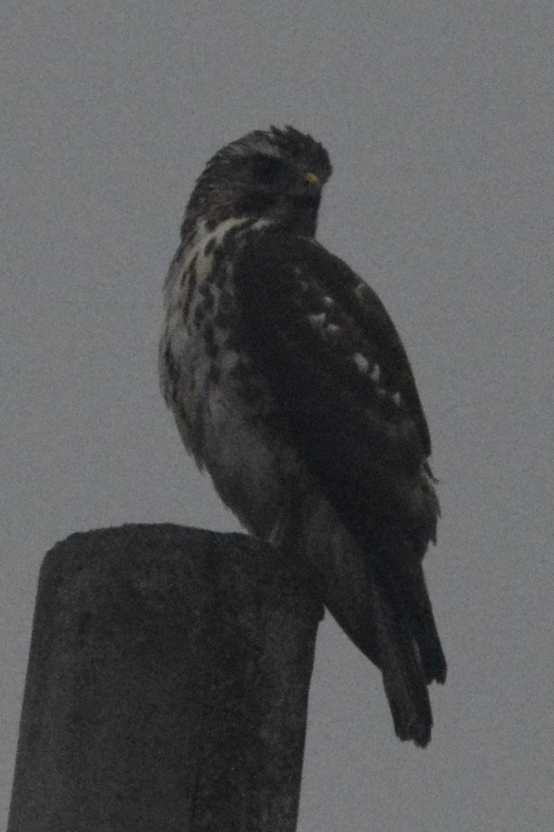 Roadside Hawk - ML614220128