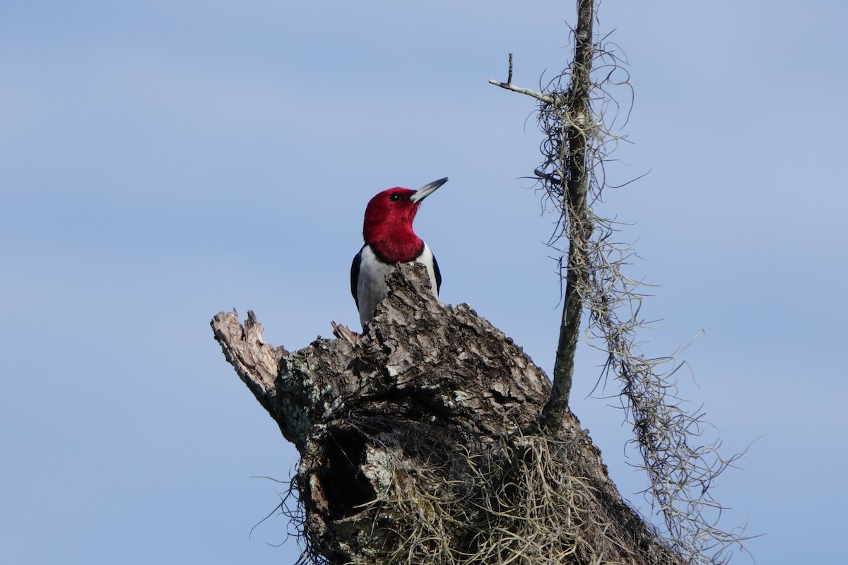 Pic à tête rouge - ML614220146