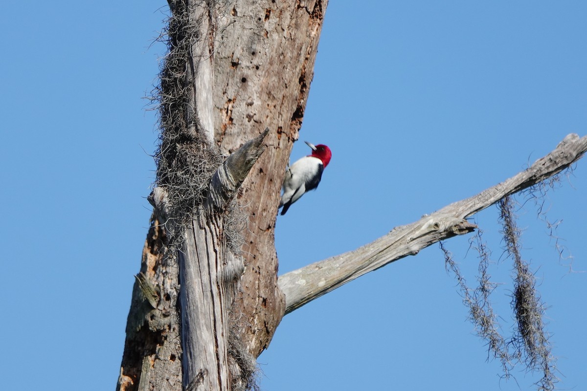 Red-headed Woodpecker - ML614220149