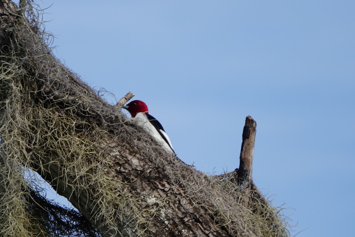 Red-headed Woodpecker - ML614220164