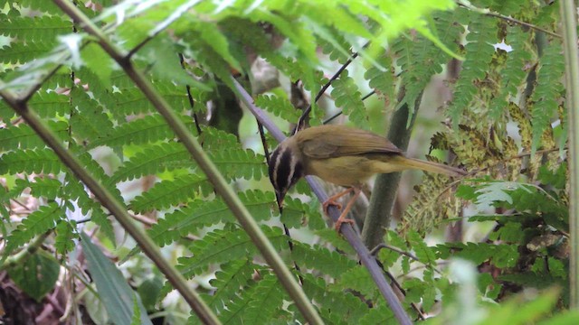 Three-striped Warbler - ML614220182