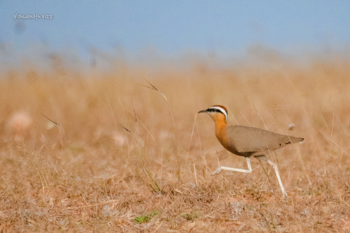 Indian Courser - Vizz Vishwanath