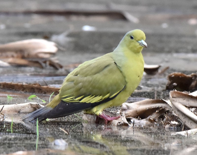 Gray-fronted Green-Pigeon - ML614220287