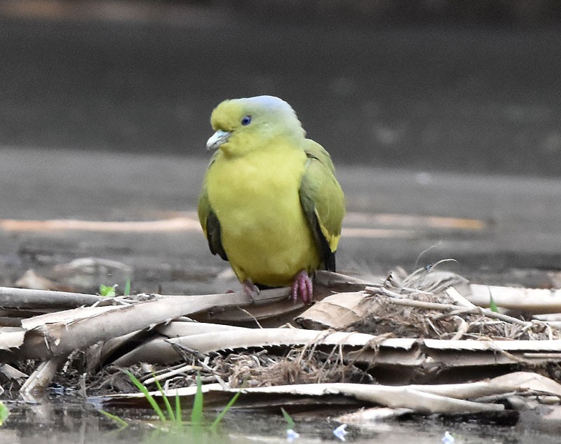 Gray-fronted Green-Pigeon - ML614220289