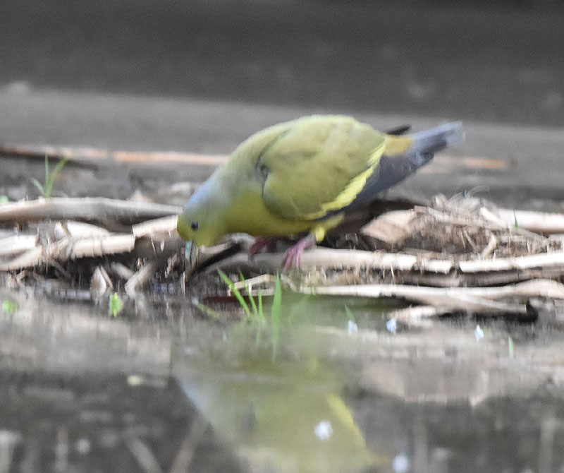 Gray-fronted Green-Pigeon - ML614220290