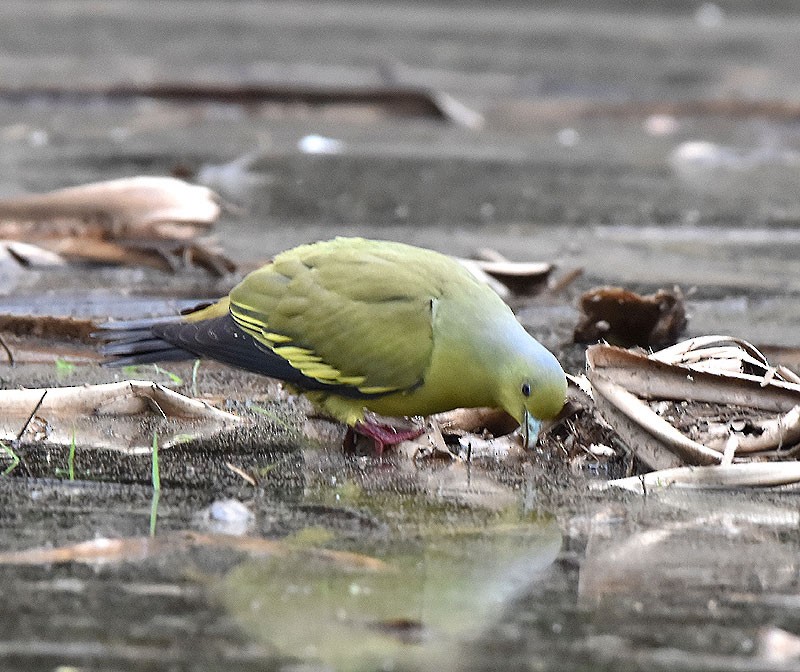 Gray-fronted Green-Pigeon - ML614220291