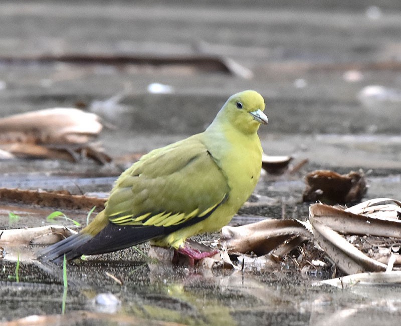 Gray-fronted Green-Pigeon - ML614220292