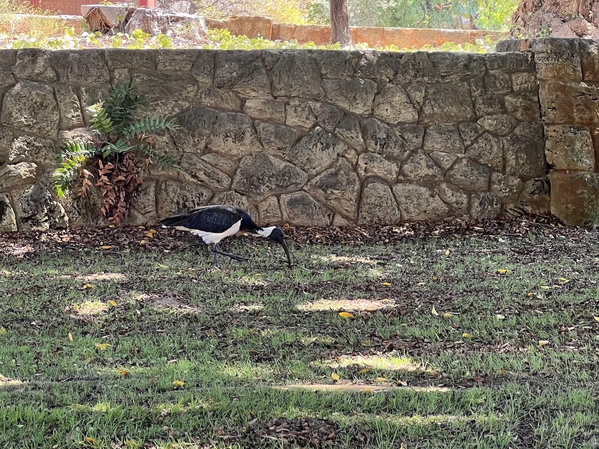 Straw-necked Ibis - ML614220303