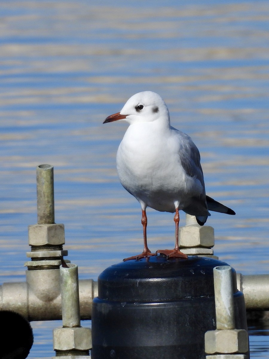 Gaviota Reidora - ML614220316