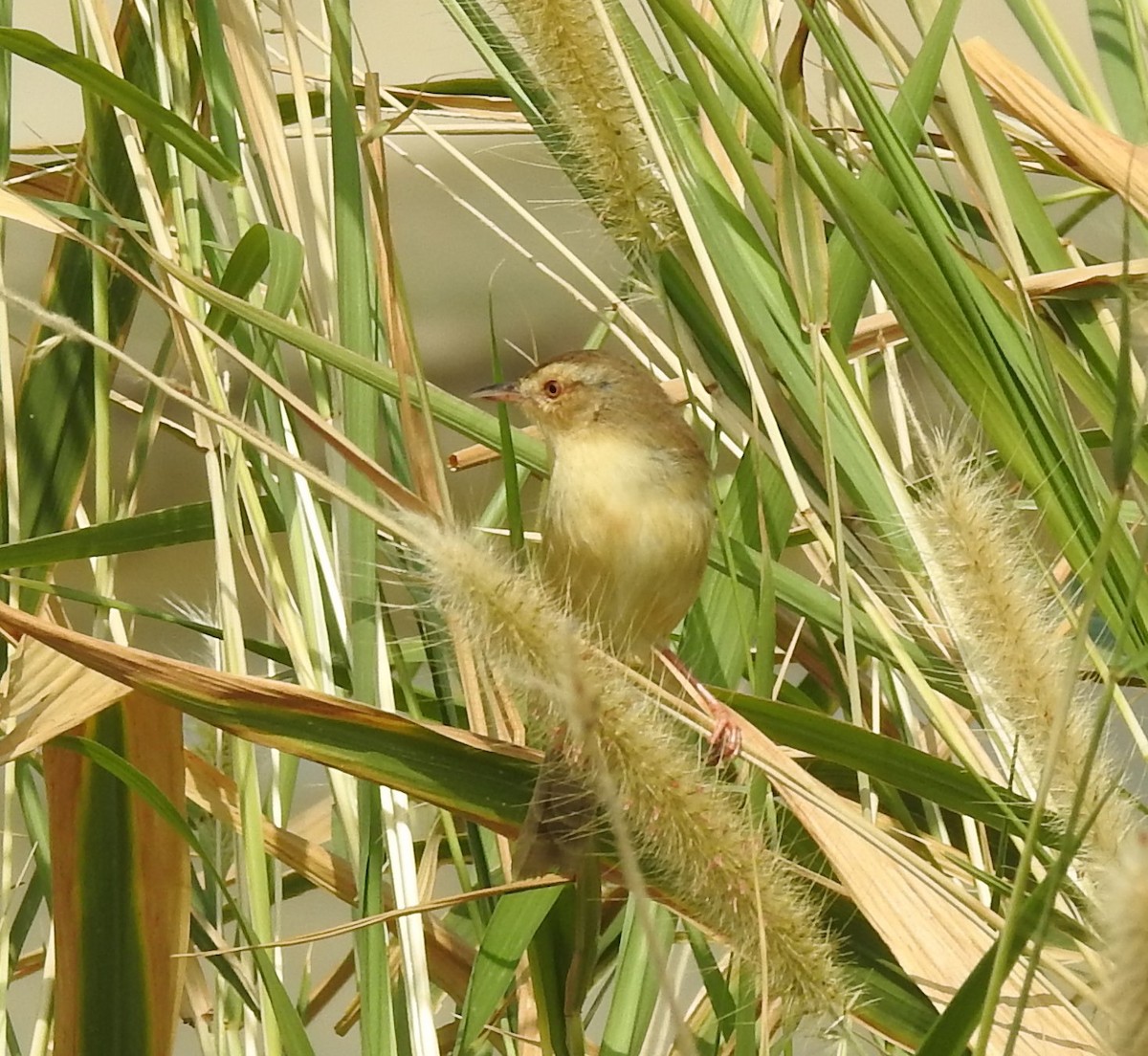 Plain Prinia - ML614220357