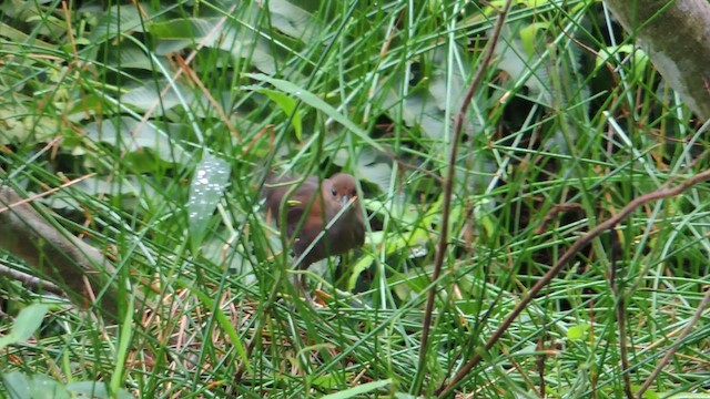 White-throated Crake - ML614220374