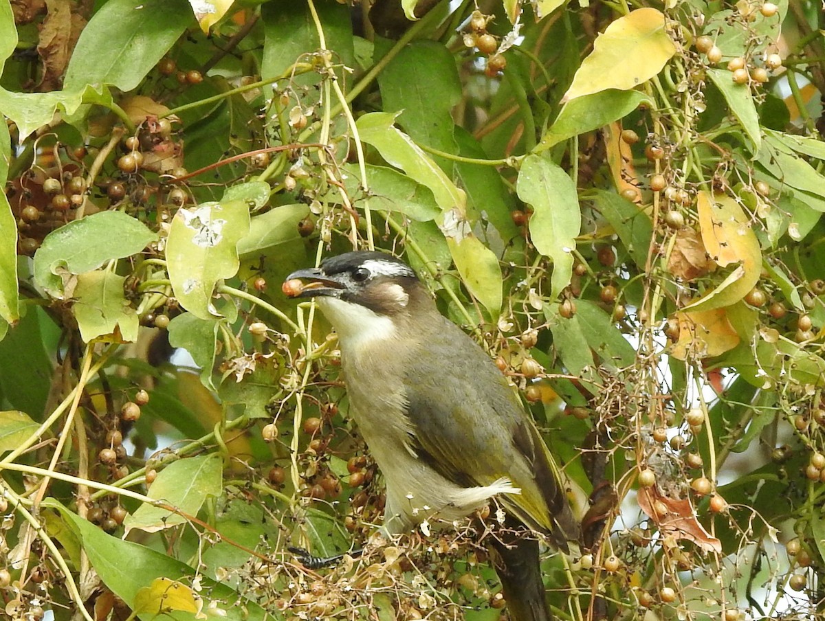 Light-vented Bulbul - ML614220433