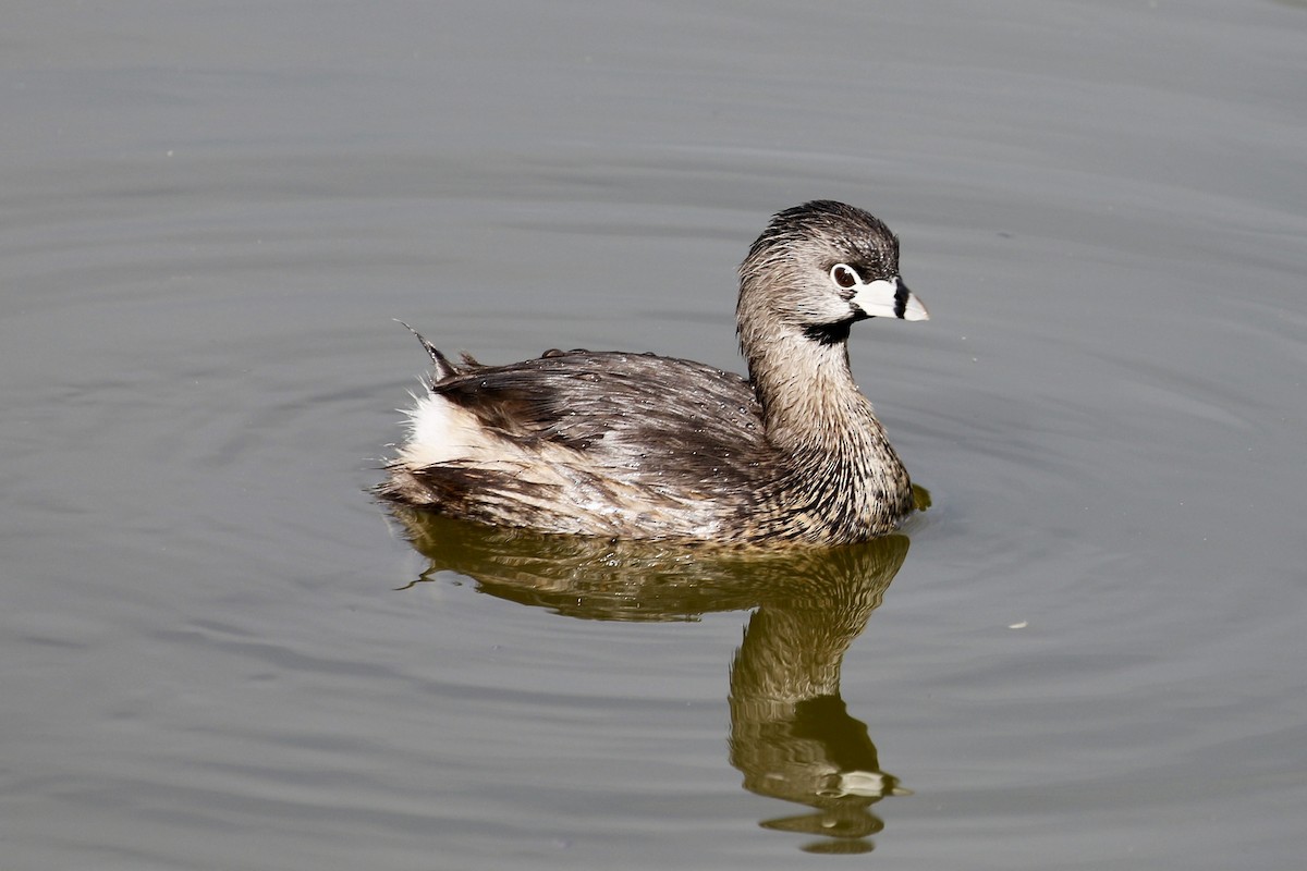 Pied-billed Grebe - ML614220520