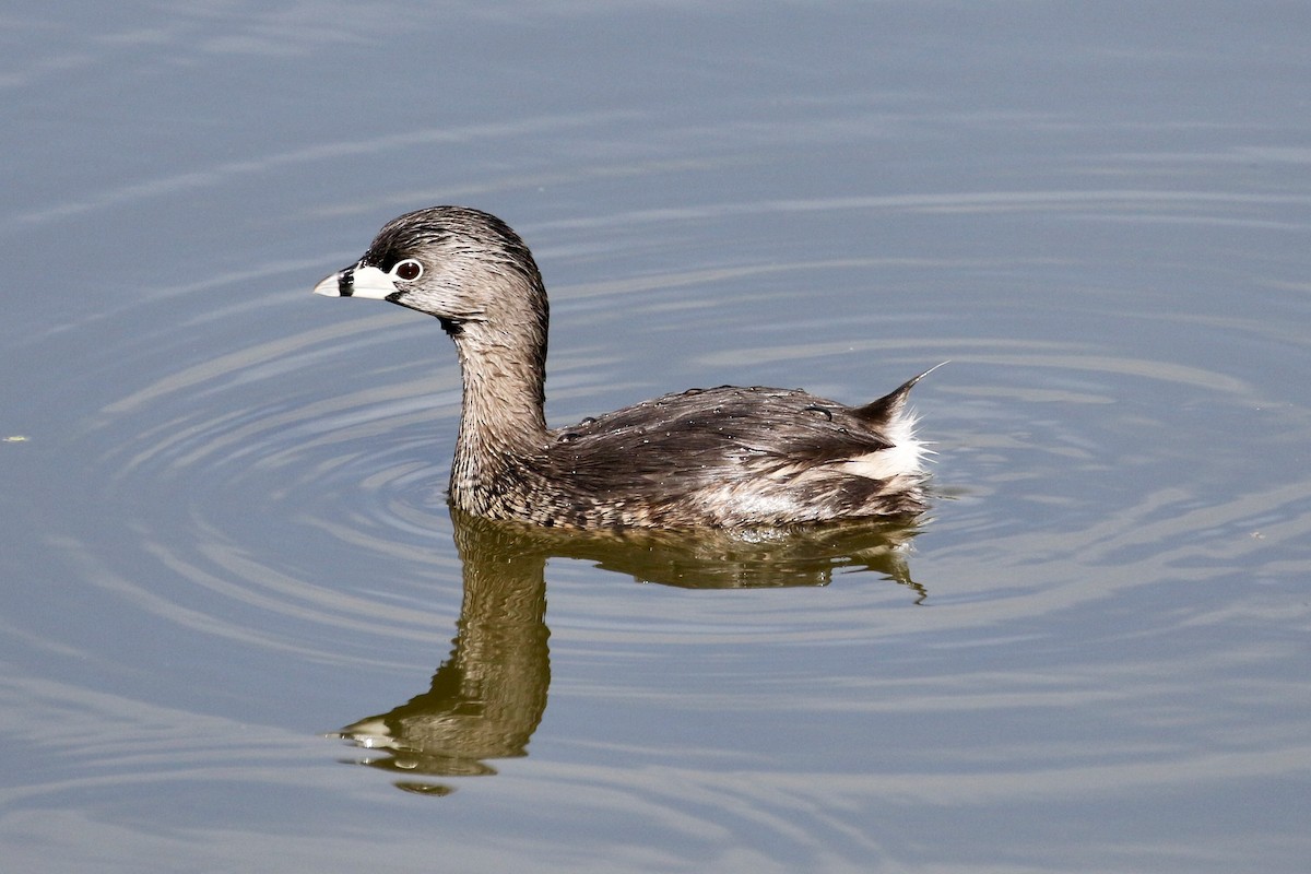 Pied-billed Grebe - ML614220522