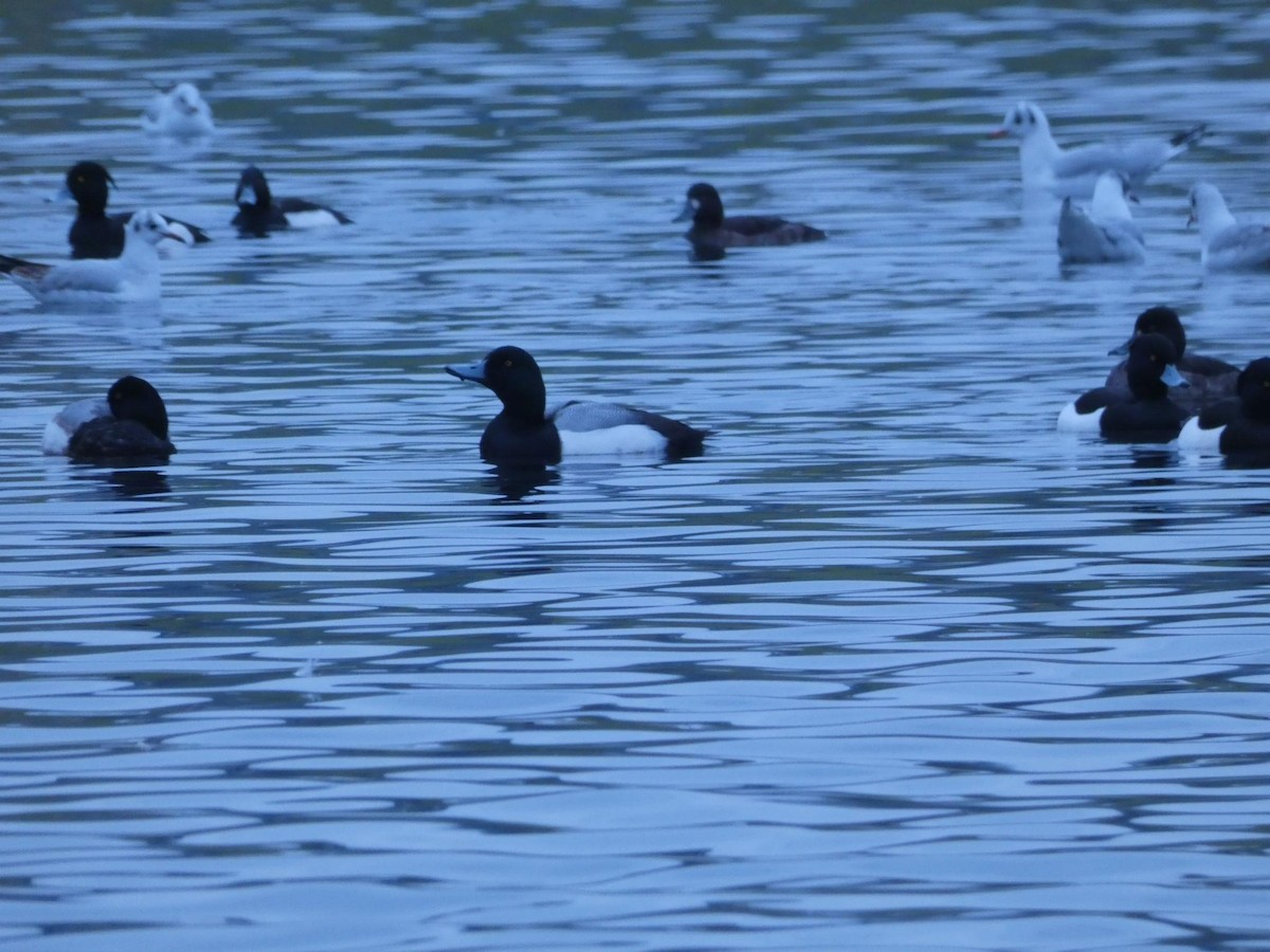 Greater Scaup - ML614220526