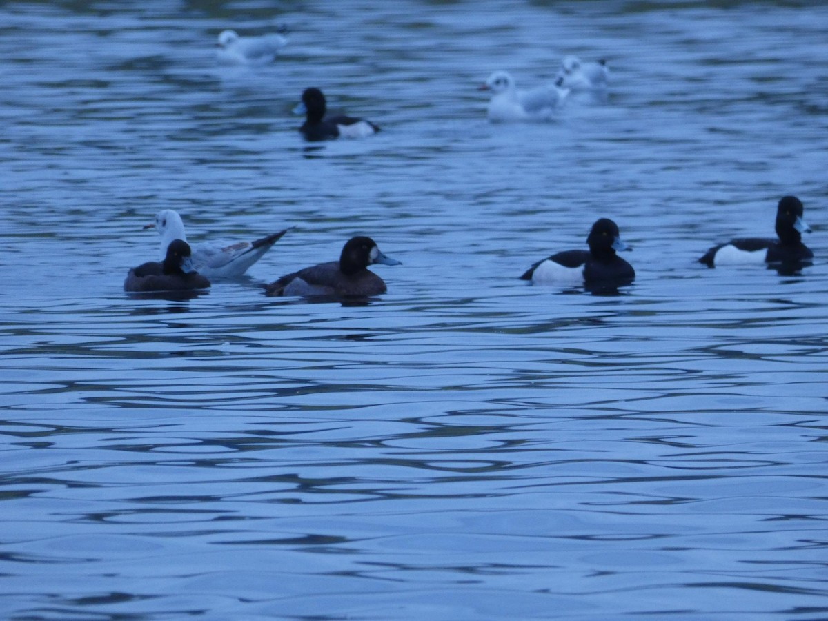 Greater Scaup - ML614220527