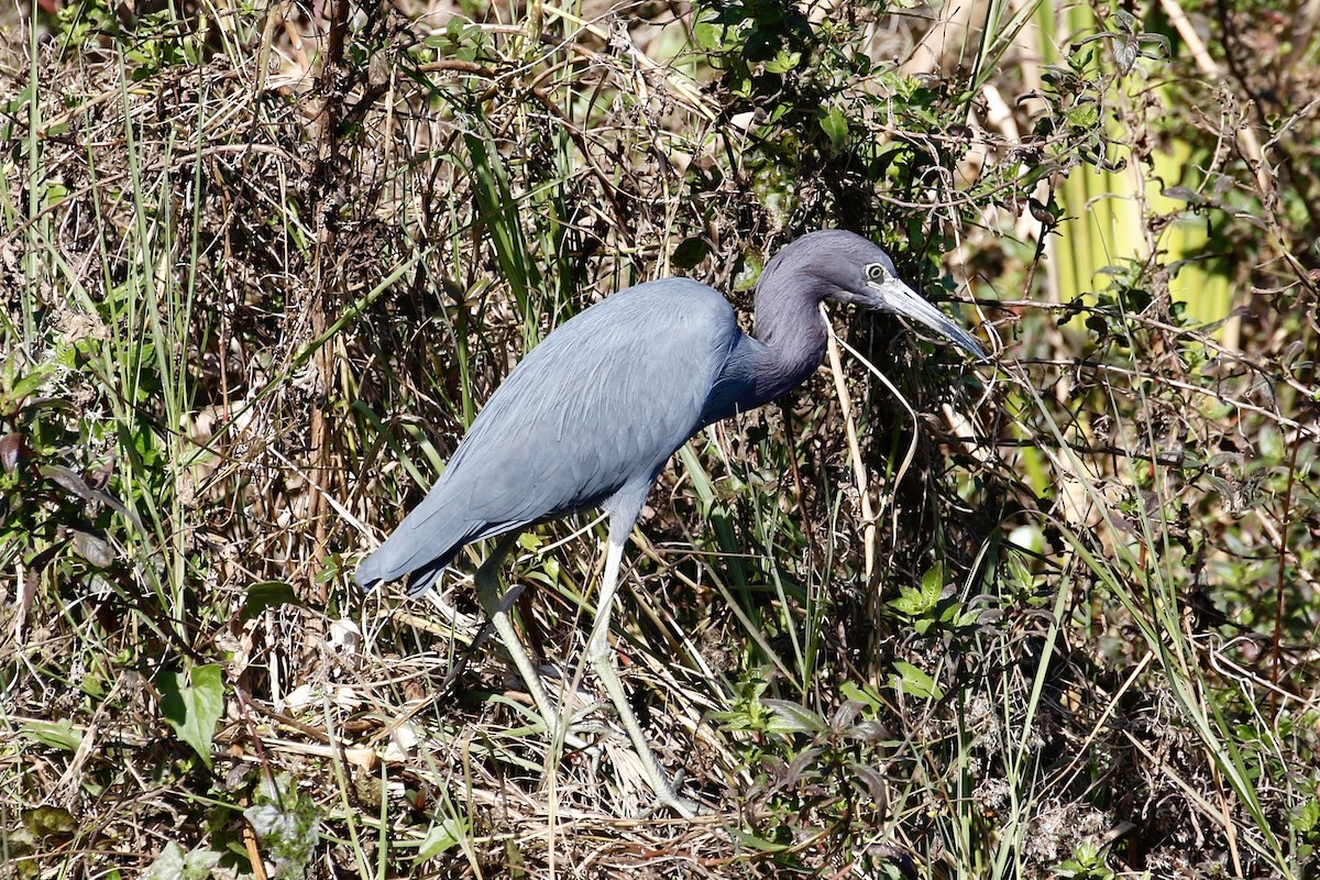 Little Blue Heron - ML614220532