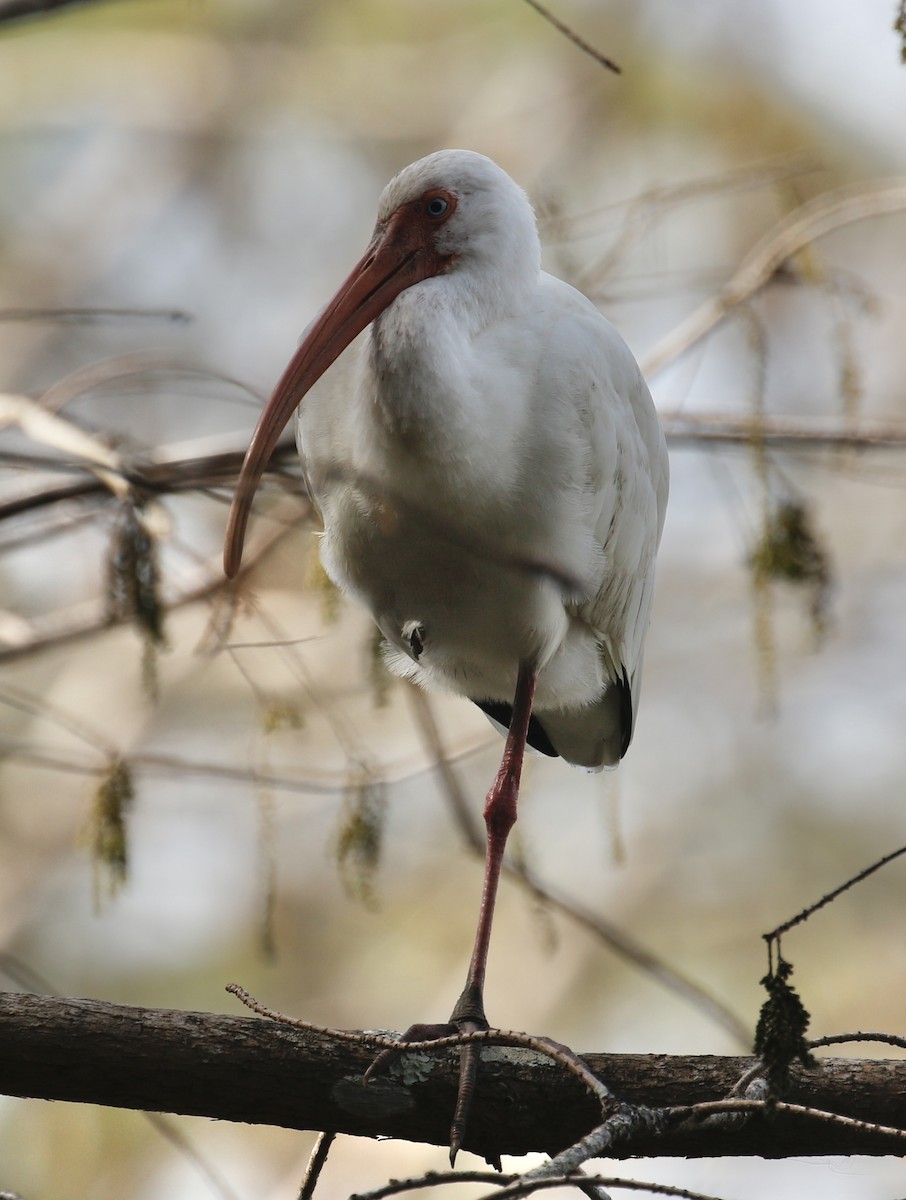 White Ibis - Jeffrey Boland