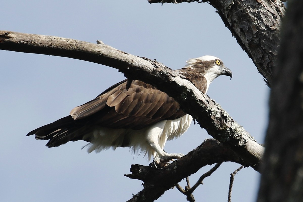 Osprey - Jeffrey Boland