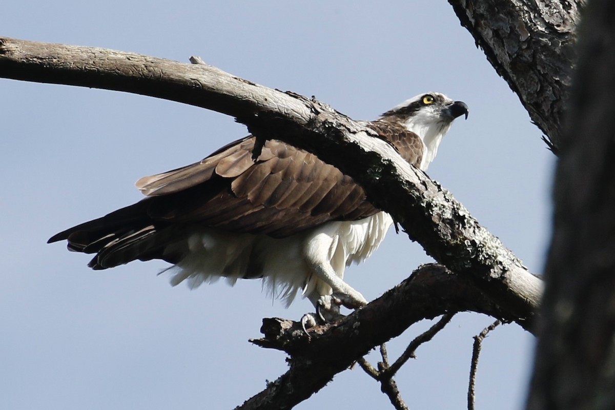 Osprey - Jeffrey Boland