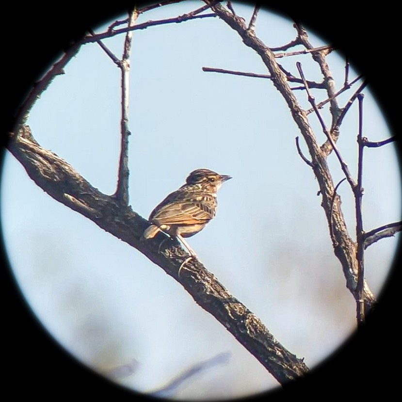 Indochinese Bushlark - ML614220612