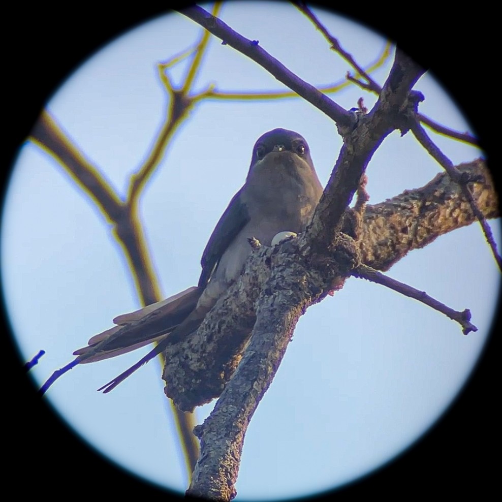 Crested Treeswift - ML614220630