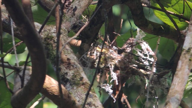 Band-backed Wren - ML614220686