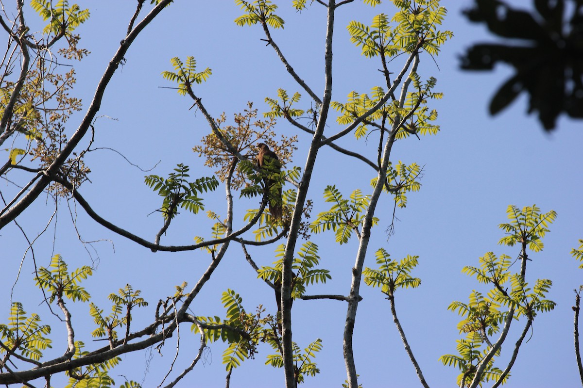 Andaman Cuckoo-Dove - Abeer Watve