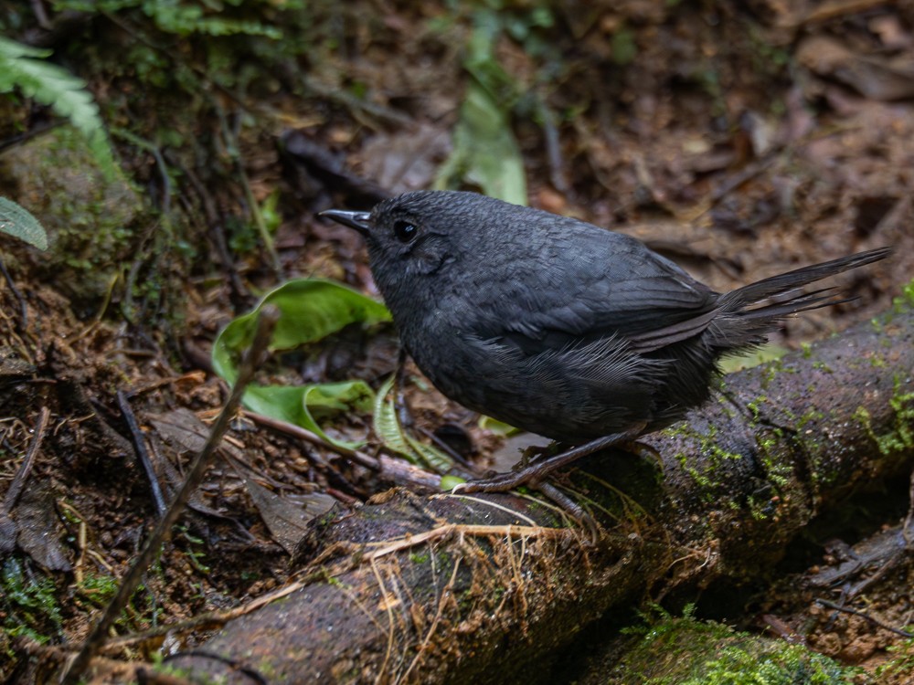 Mouse-colored Tapaculo - ML614220786