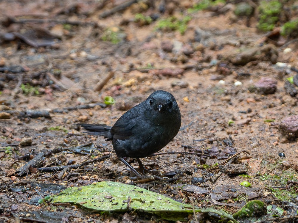 Mouse-colored Tapaculo - ML614220788