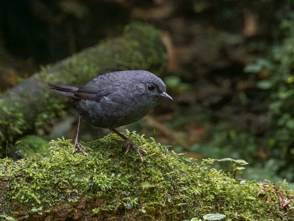 Mouse-colored Tapaculo - ML614220791
